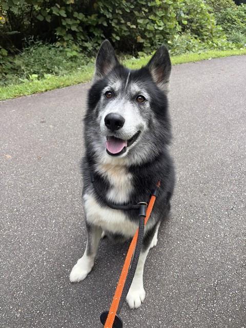 CHIEF, Adoptable, Adult Male Husky.