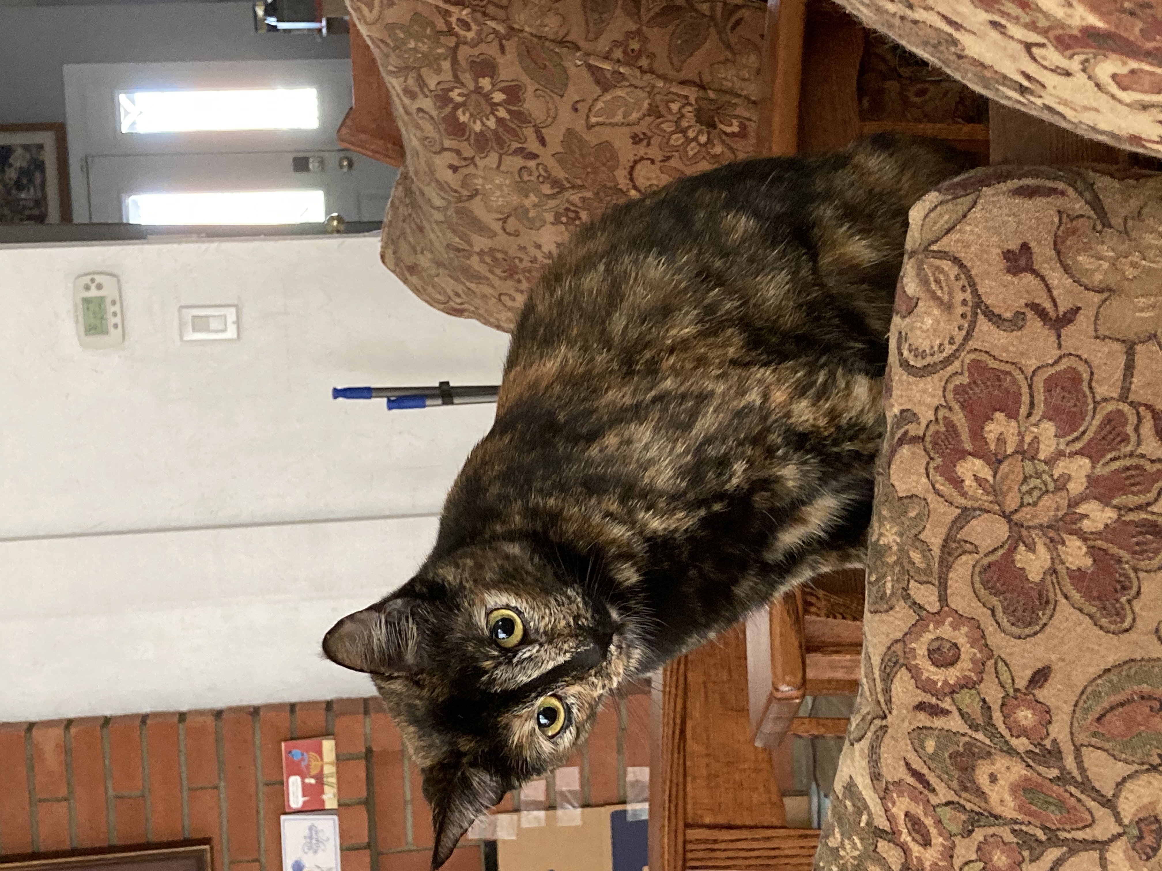 Enlarge Shira, a Adoptable Tortoiseshell in Orange, CA image 3/3