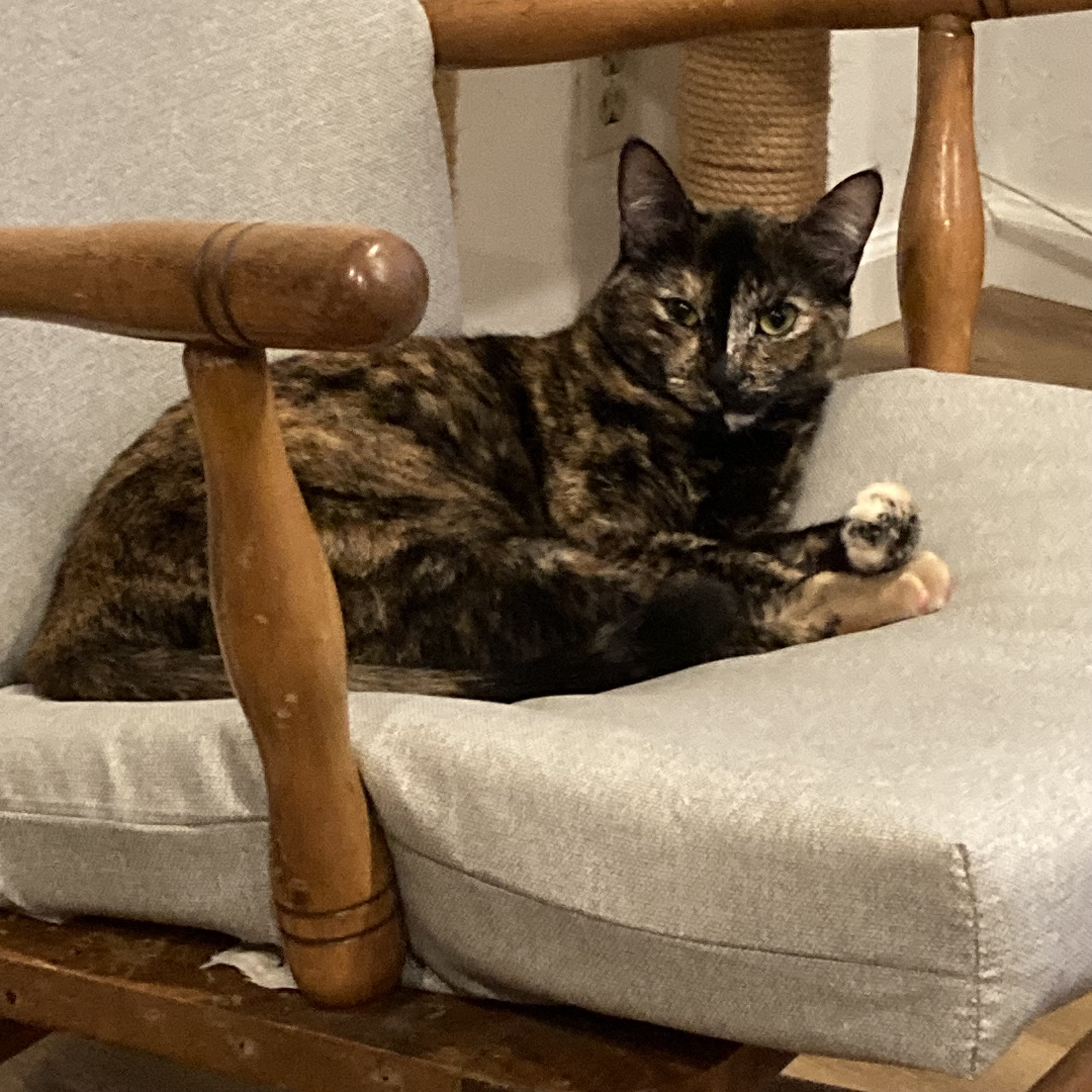 Enlarge Shira, a Adoptable Tortoiseshell in Orange, CA image 2/3