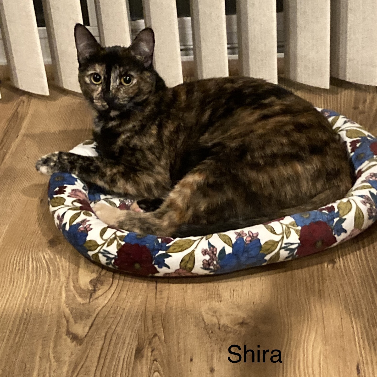 Enlarge Shira, a Adoptable Tortoiseshell in Orange, CA image 1/3