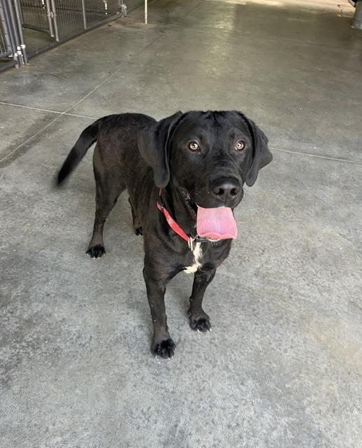 Drake, Adoptable, Adult Male Labrador Retriever.