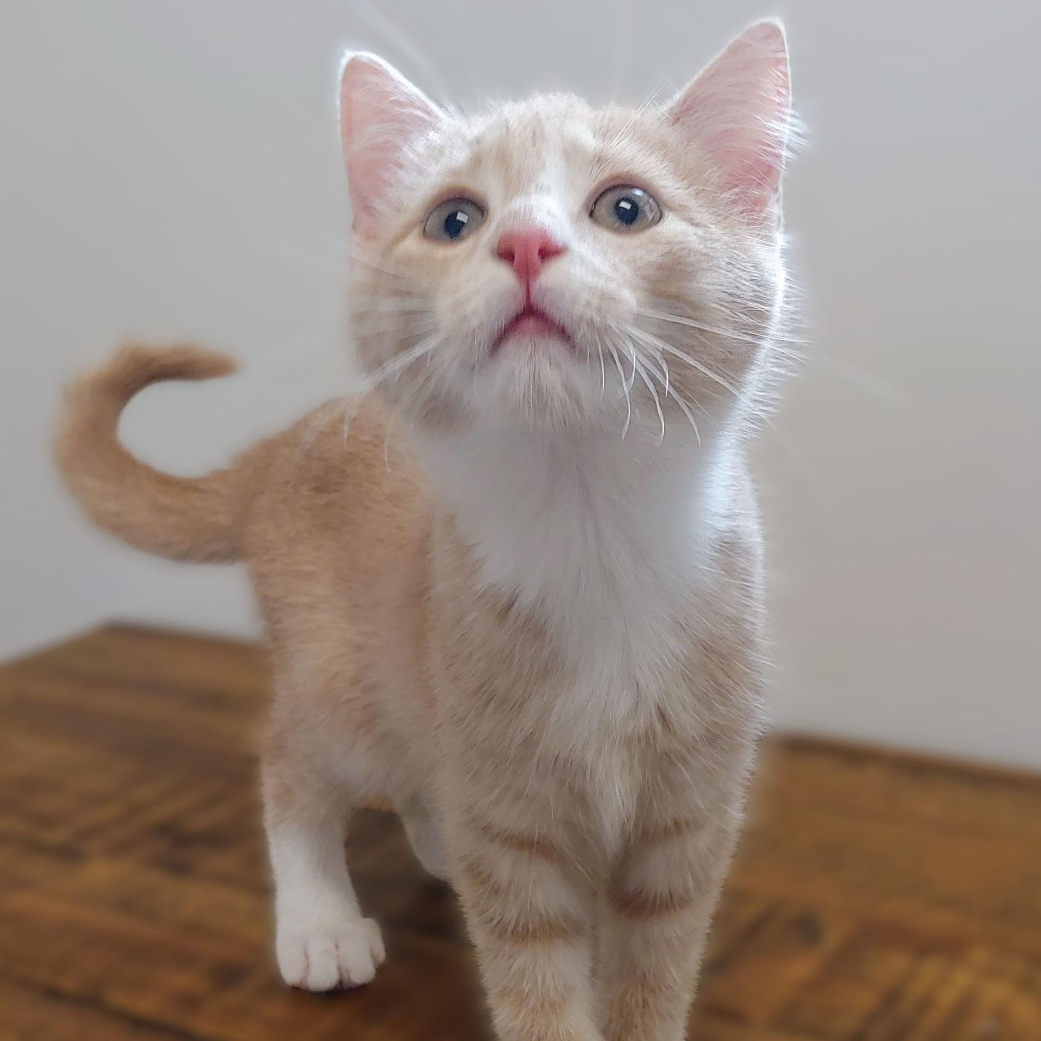 Fabian, Young Male Domestic Short Hair