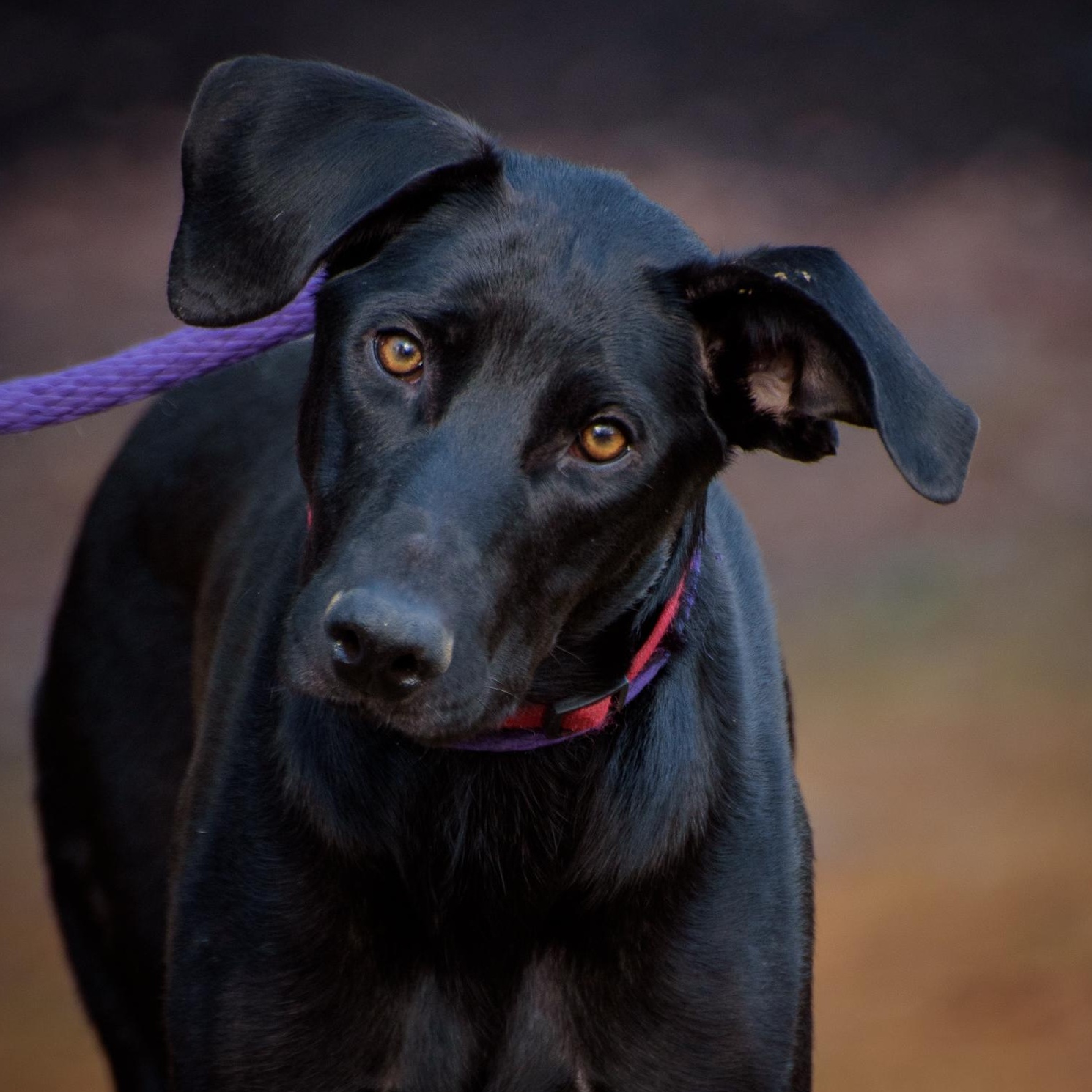 Bonnie - CTS2025 photo 1