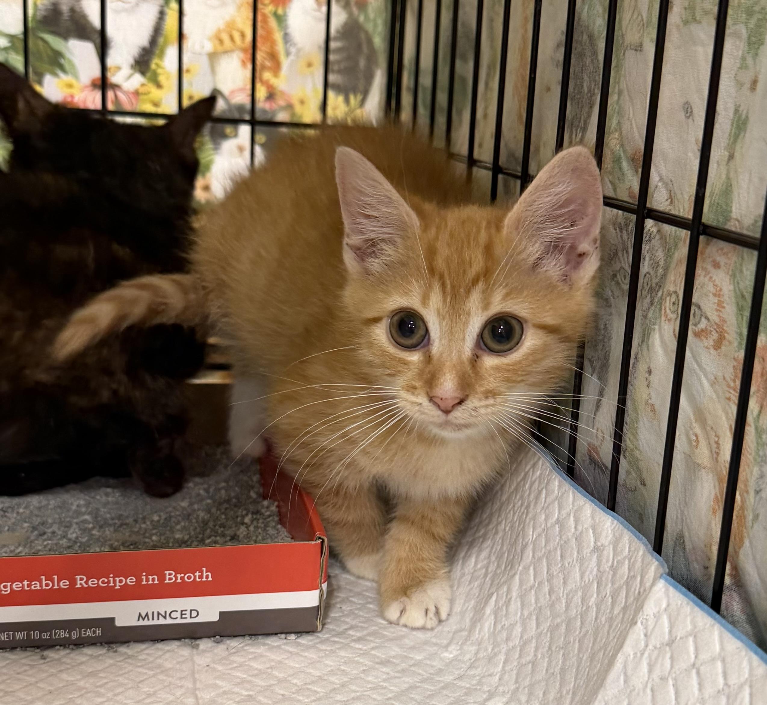 Ollie, Adoptable, Kitten Male Domestic Short Hair.