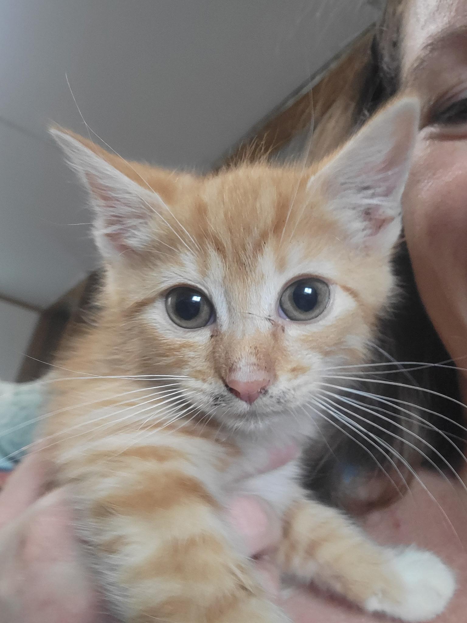 Enlarge Ollie, a Adoptable Domestic Short Hair in Bridgeton, NC image 2/4