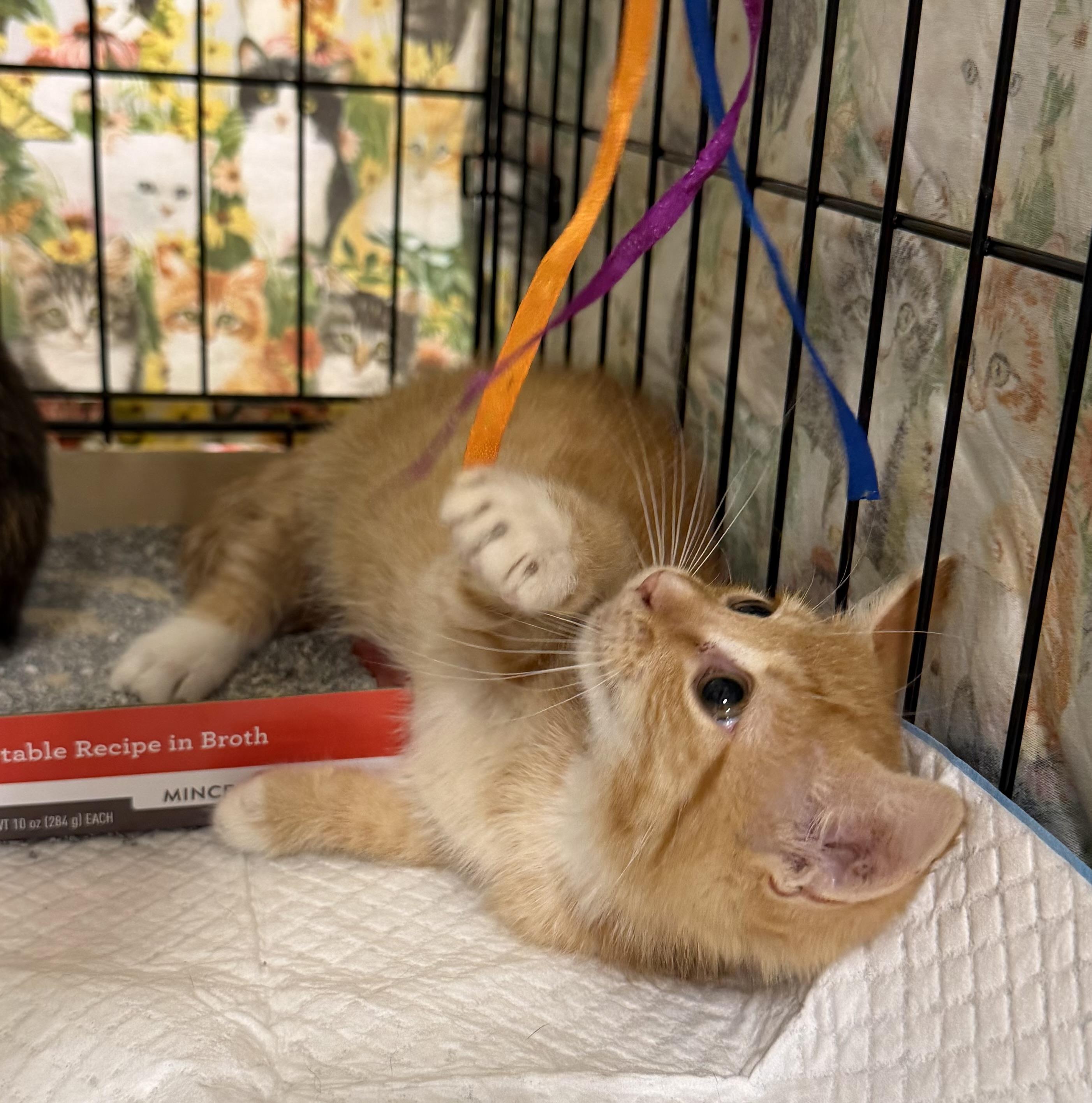 Enlarge Ollie, a Adoptable Domestic Short Hair in Bridgeton, NC image 3/4