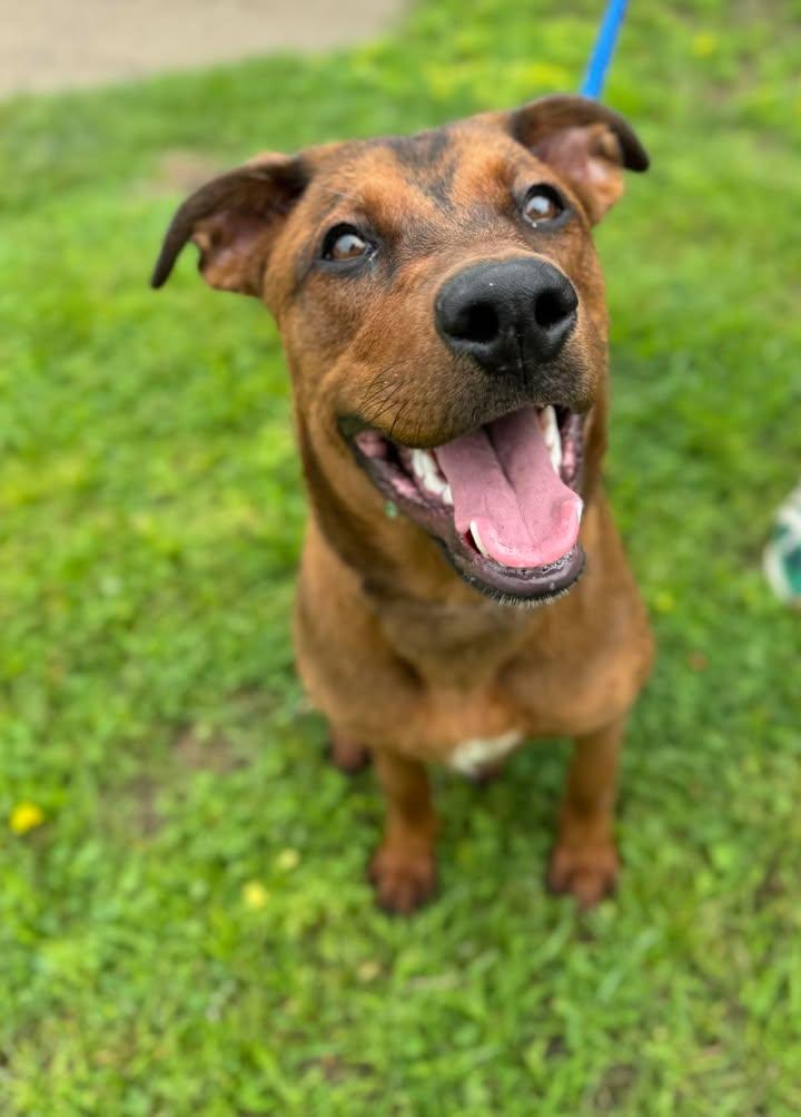 Zoey, Adopted, Young Female Rottweiler & Shepherd.