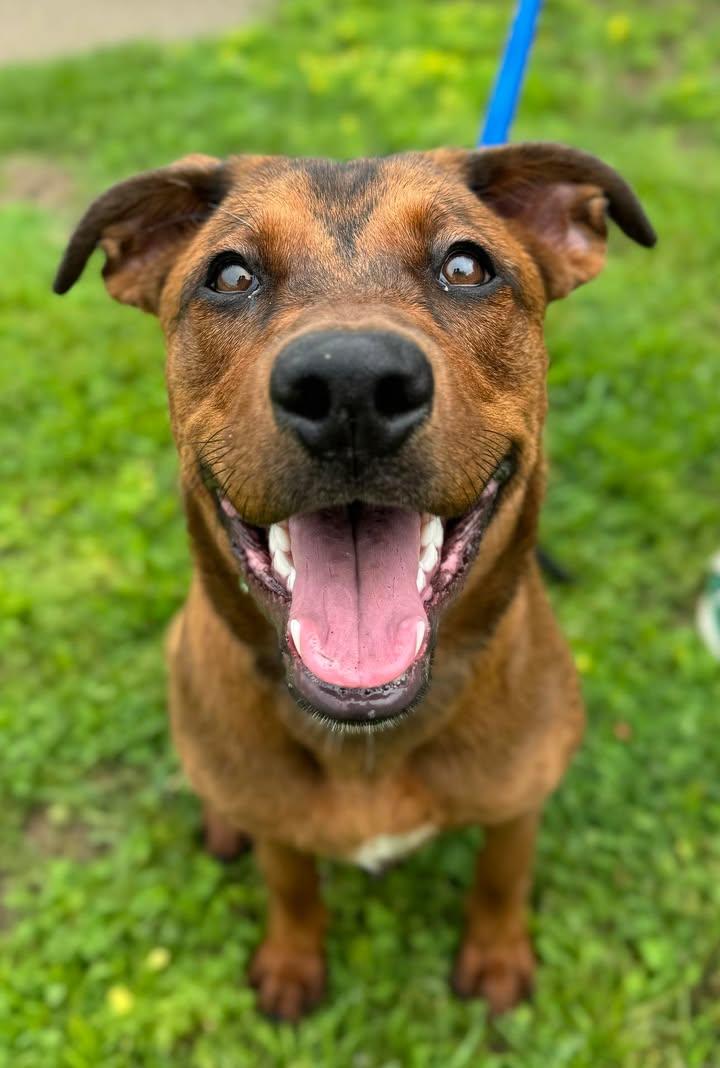 Enlarge Zoey, a Adopted mixed breed in Stamford, CT image 2/3