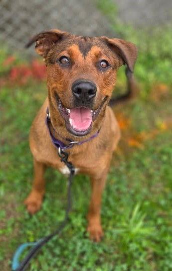 Enlarge Zoey, a Adopted mixed breed in Stamford, CT image 3/3