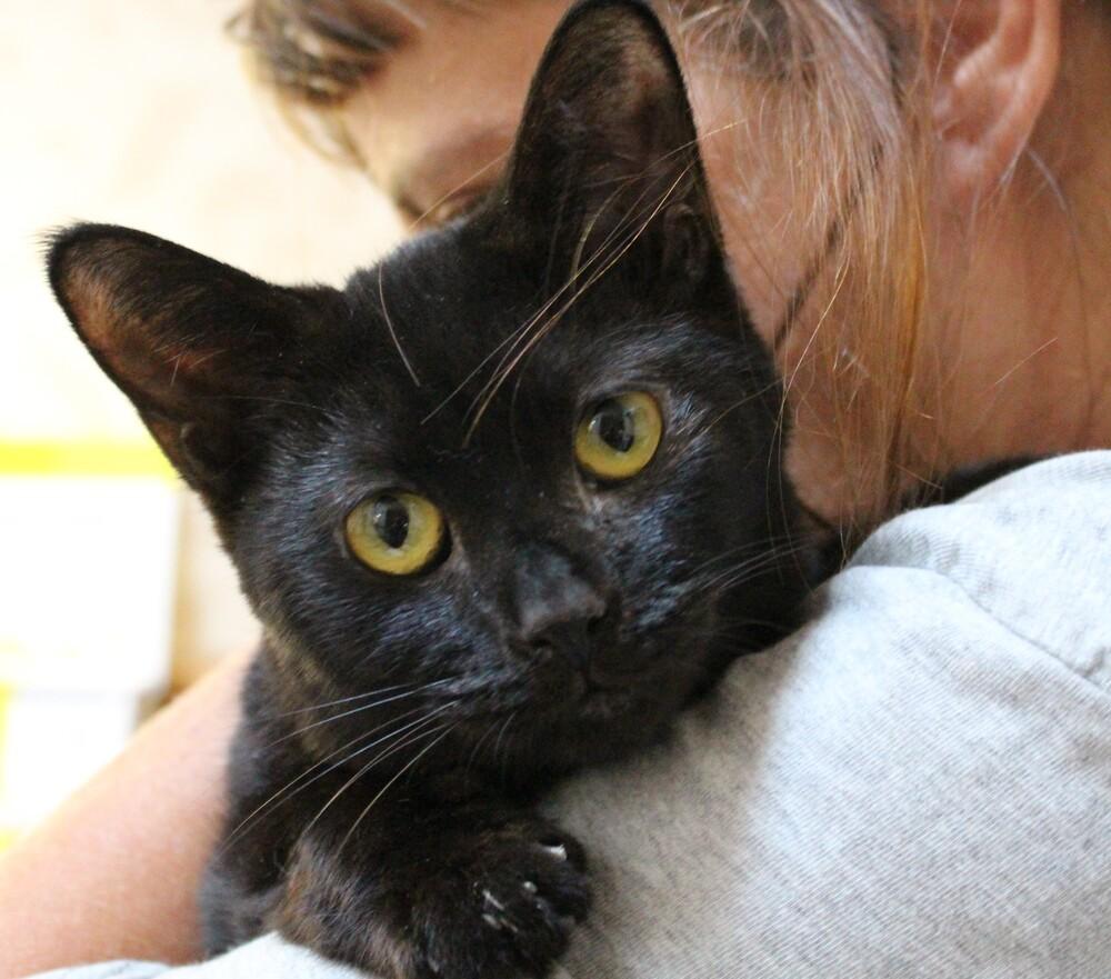 Gale, Adoptable, Senior Female Domestic Short Hair.