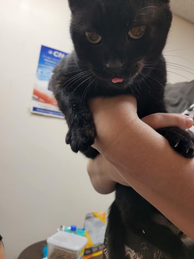 Enlarge Gale, a Adoptable Domestic Short Hair in Lorain, OH image 2/6