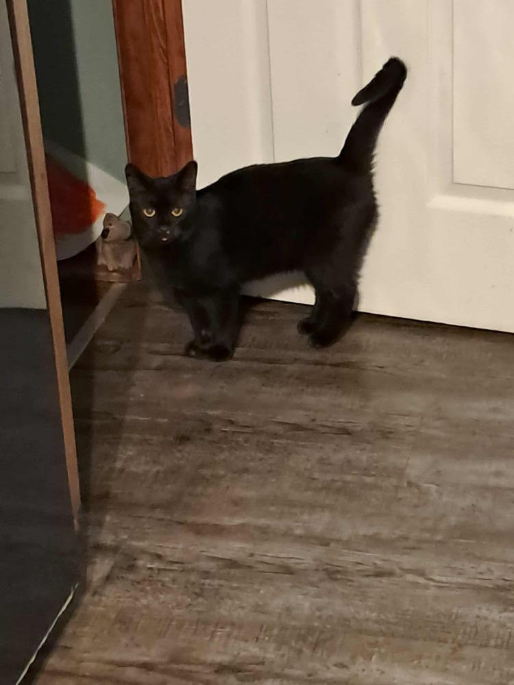 Enlarge Gale, a Adoptable Domestic Short Hair in Lorain, OH image 3/6