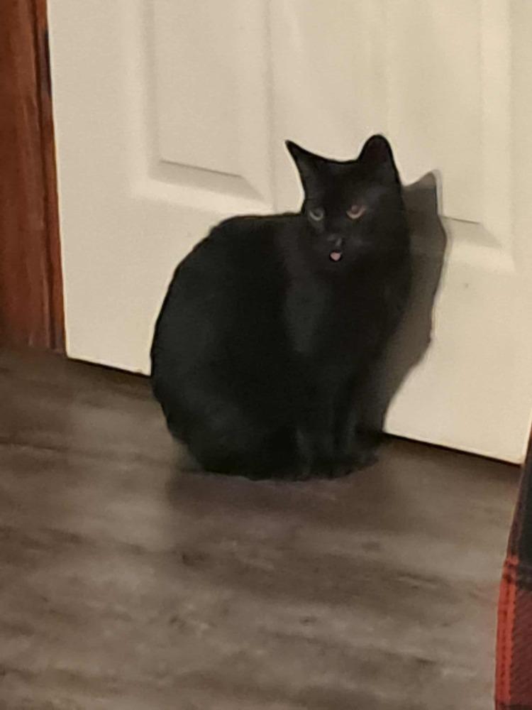 Enlarge Gale, a Adoptable Domestic Short Hair in Lorain, OH image 4/6