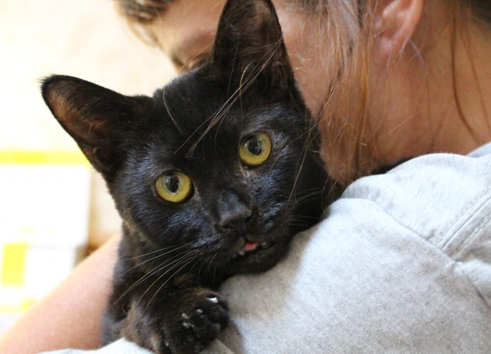 Enlarge Gale, a Adoptable Domestic Short Hair in Lorain, OH image 6/6