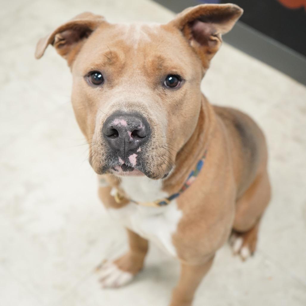 Baymax — thumbnail 3