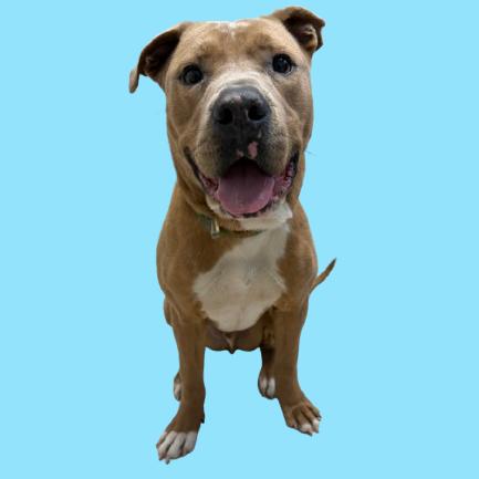 Baymax — thumbnail 4