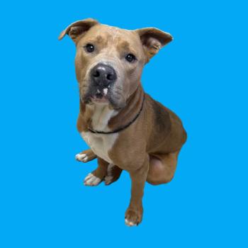 Baymax — thumbnail 5