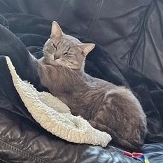 Pocket, Young Male Tabby