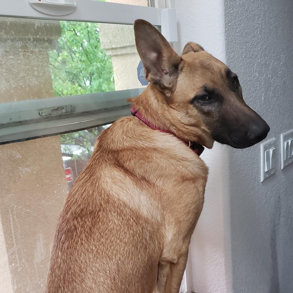 Lily, Adoptable, Adult Female Shepherd & Mixed Breed.