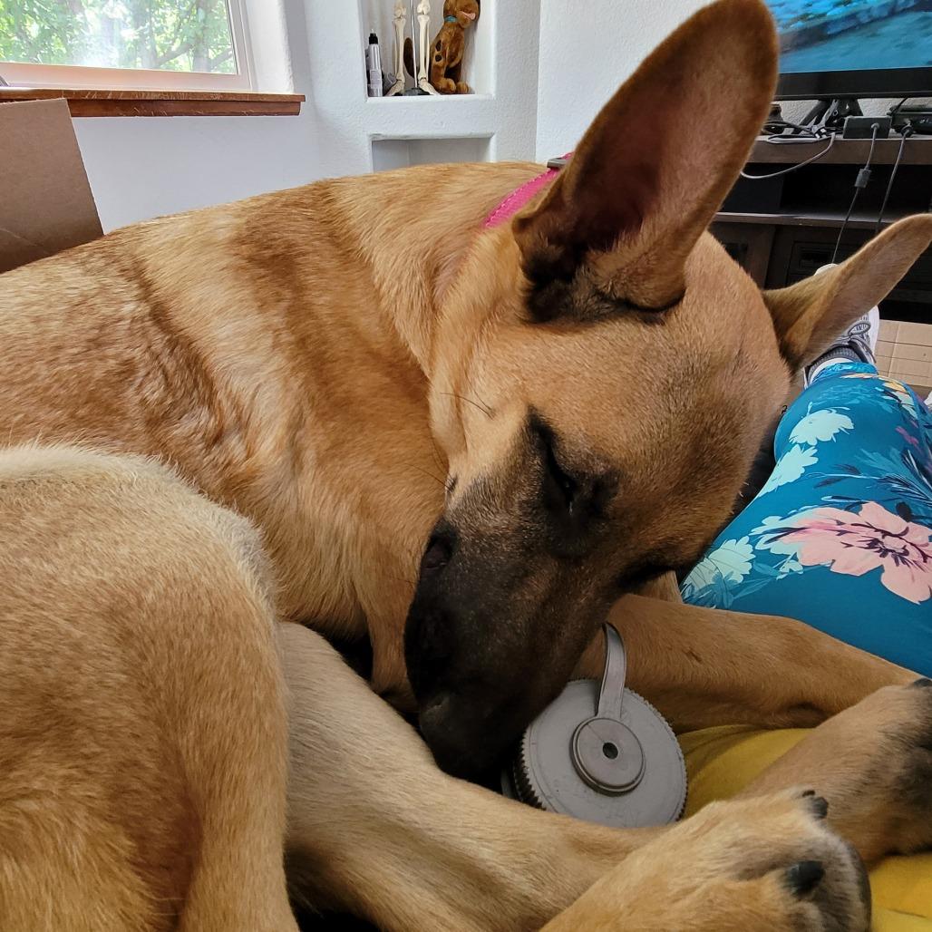 Enlarge Lily, a Adoptable mixed breed in Tulsa, OK image 3/5