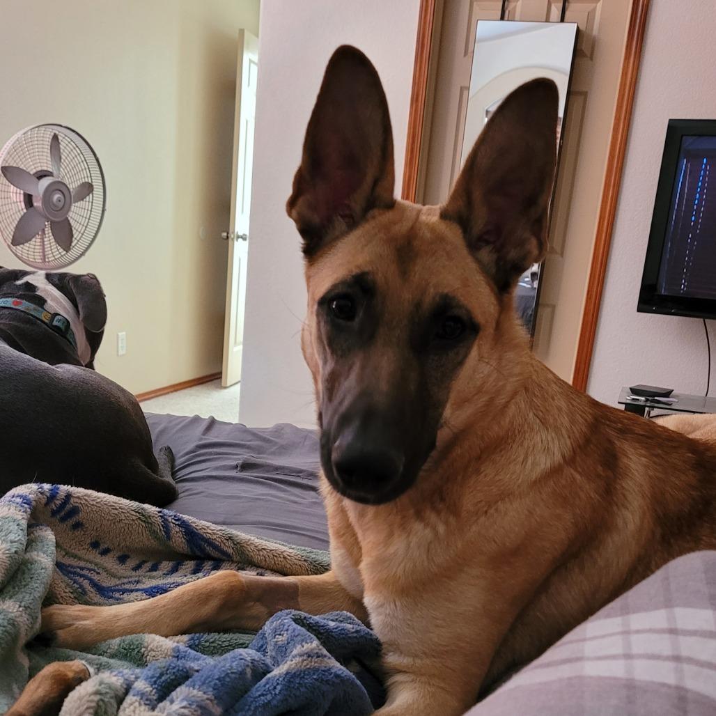 Enlarge Lily, a Adoptable mixed breed in Tulsa, OK image 5/5