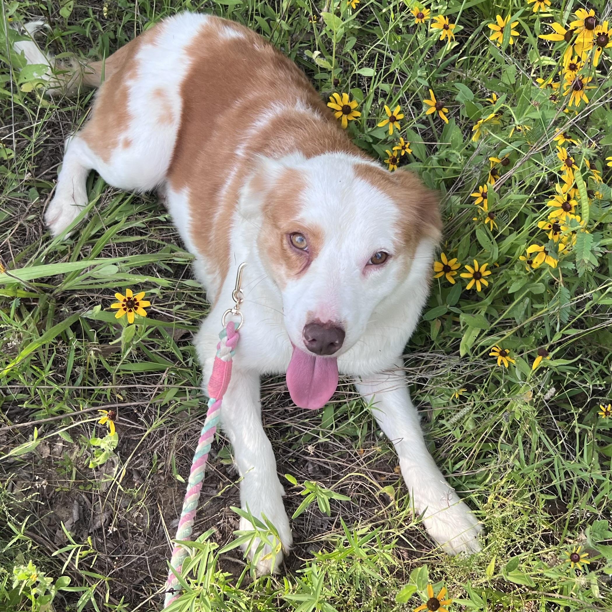 Enlarge Coffee, a Adoptable mixed breed in Enfield, CT image 4/5