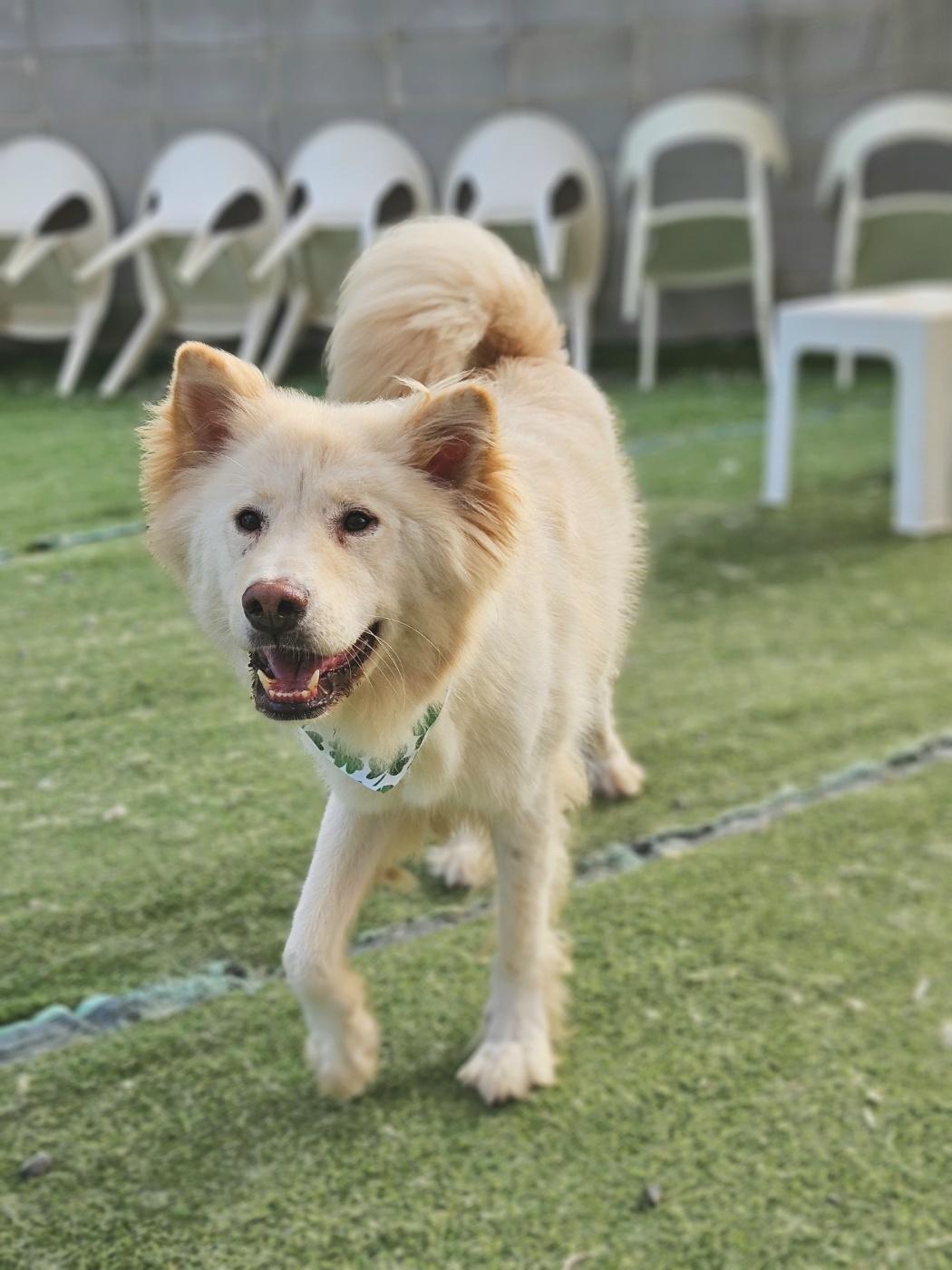Casper, an adoptable Samoyed in centreville, VA, 20120 | Photo Image 3