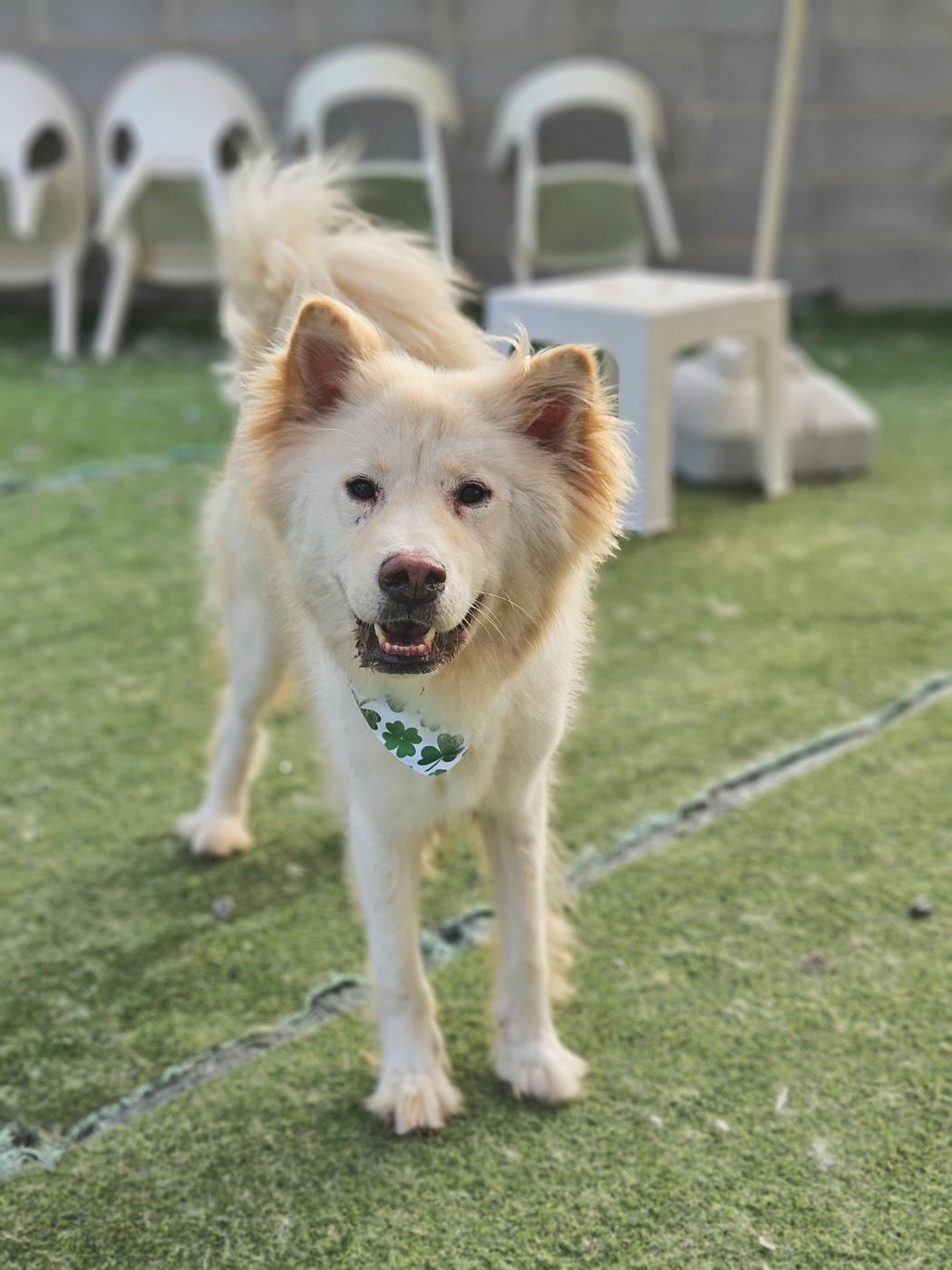 Casper, an adoptable Samoyed in centreville, VA, 20120 | Photo Image 2
