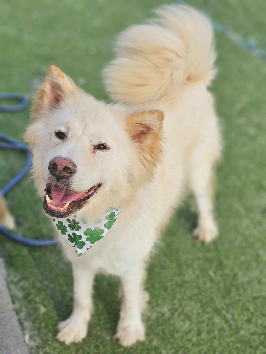 Casper, an adoptable Samoyed in centreville, VA, 20120 | Photo Image 1
