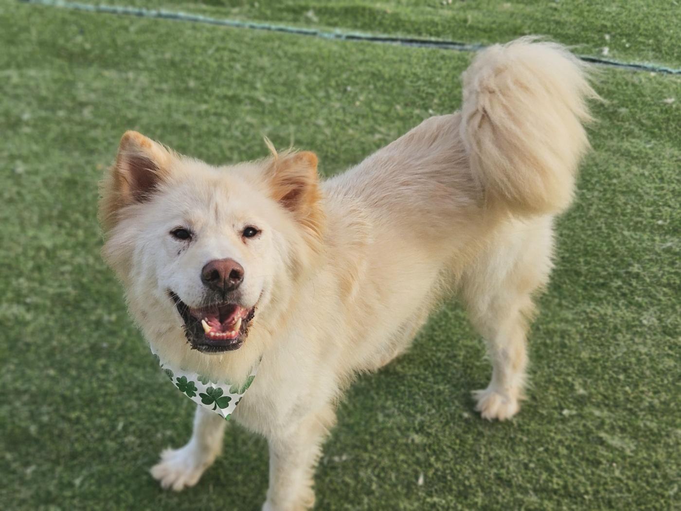 Casper, an adoptable Samoyed in centreville, VA, 20120 | Photo Image 4