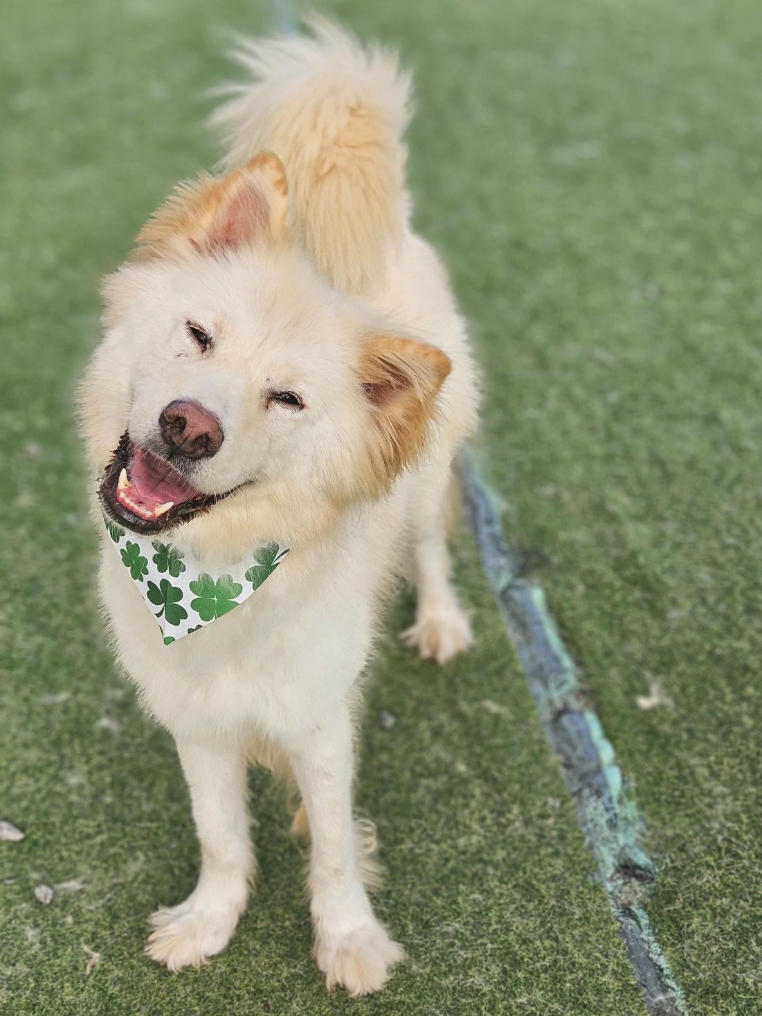 Casper, an adoptable Samoyed in centreville, VA, 20120 | Photo Image 5