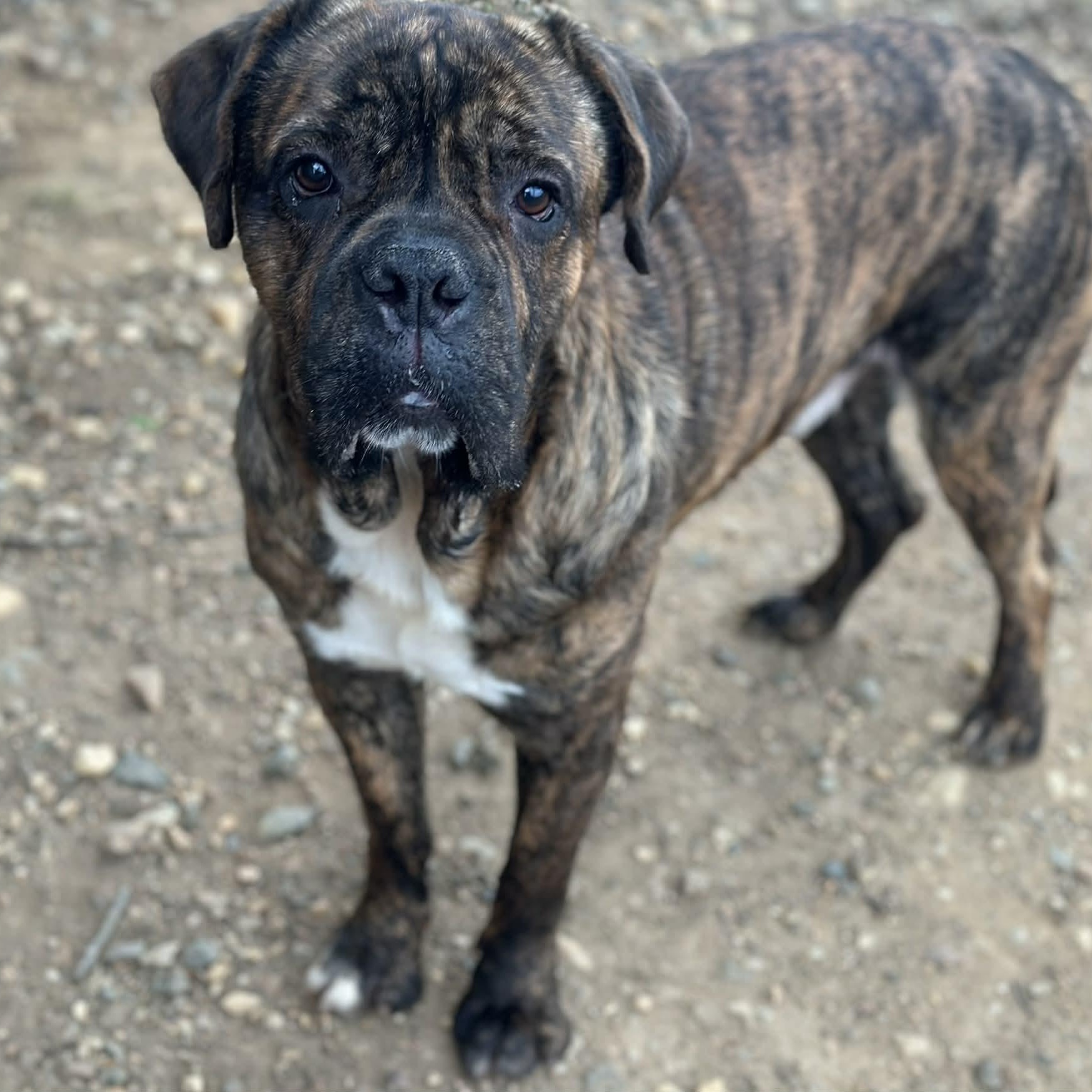 25-00408 APOLLO, Adoptable, Adult Male Cane Corso.