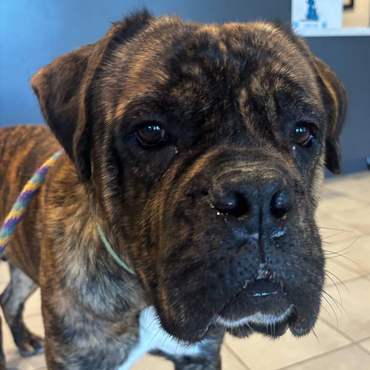 25-00408 APOLLO, a Adoptable mixed breed in Fredericksburg, VA image 2/2