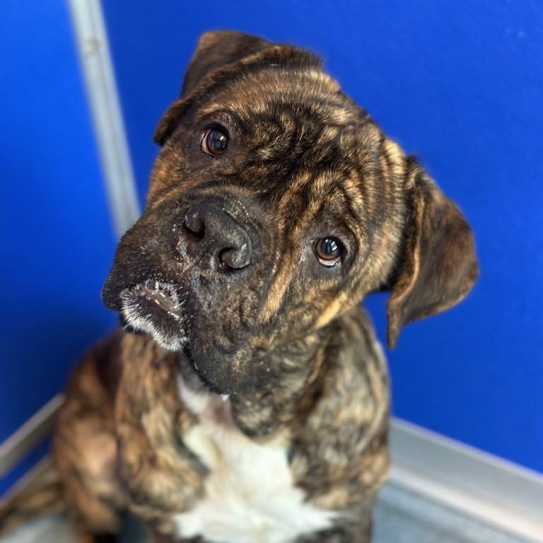 25-00408 APOLLO, a Adoptable mixed breed in Fredericksburg, VA image 1/2