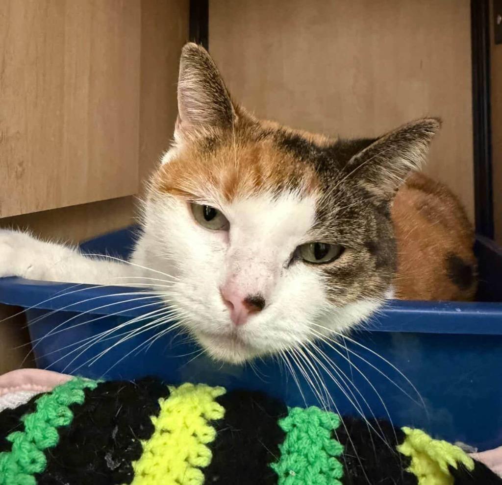 Enlarge Brooke, a Adoptable mixed breed in New York, NY image 2/6