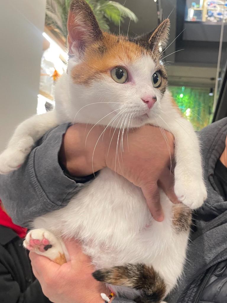 Enlarge Brooke, a Adoptable mixed breed in New York, NY image 4/6