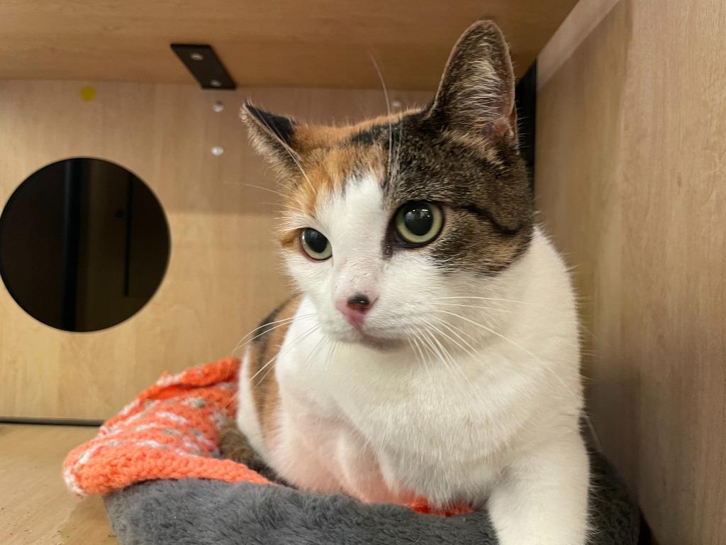 Enlarge Brooke, a Adoptable mixed breed in New York, NY image 6/6