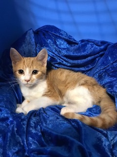 Aja, a Adoptable mixed breed in Gainesville, FL image 1/4