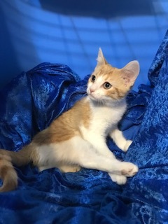 Aja, a Adoptable mixed breed in Gainesville, FL image 2/4