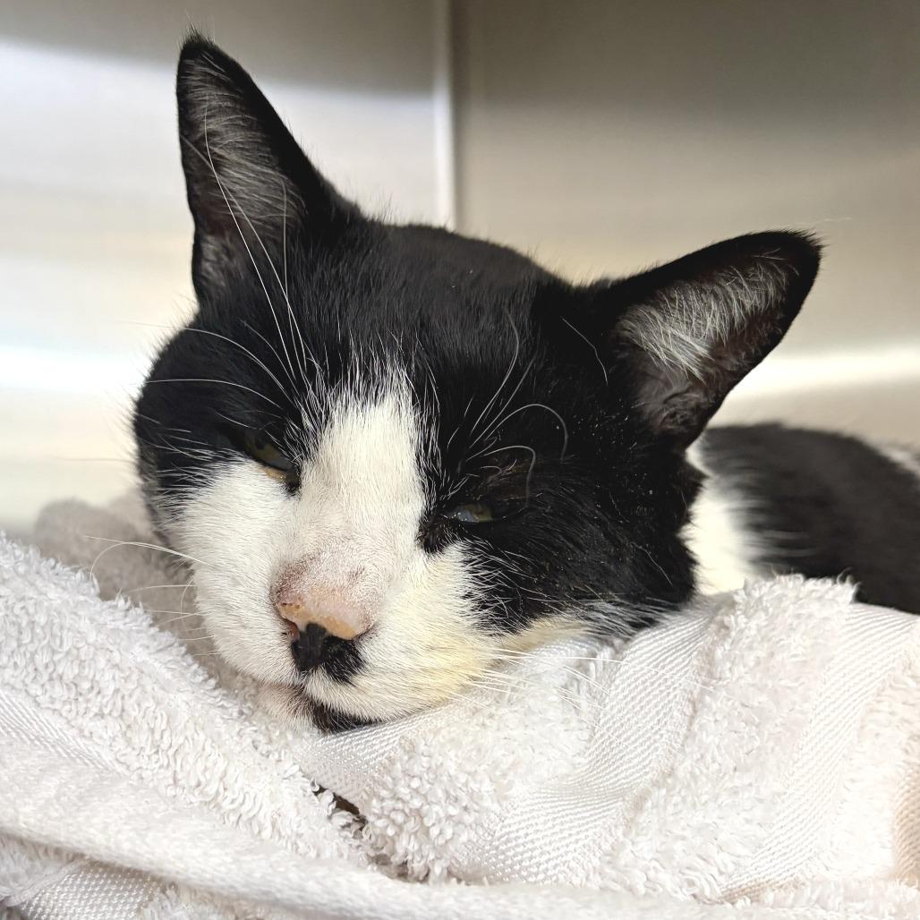 Mickey (Ares (19-2a-3)), Adoptable, Adult Male Domestic Short Hair.