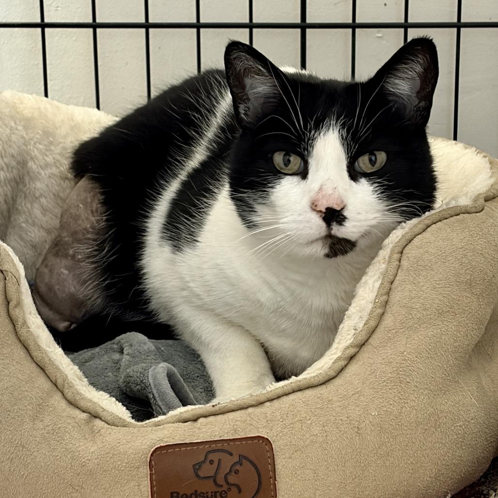 Enlarge Mickey (Ares (19-2a-3)), a Adoptable Domestic Short Hair in Rifle, CO image 2/4