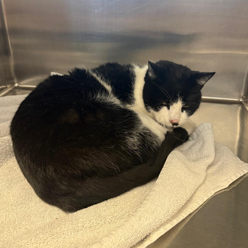 Enlarge Mickey (Ares (19-2a-3)), a Adoptable Domestic Short Hair in Rifle, CO image 3/4