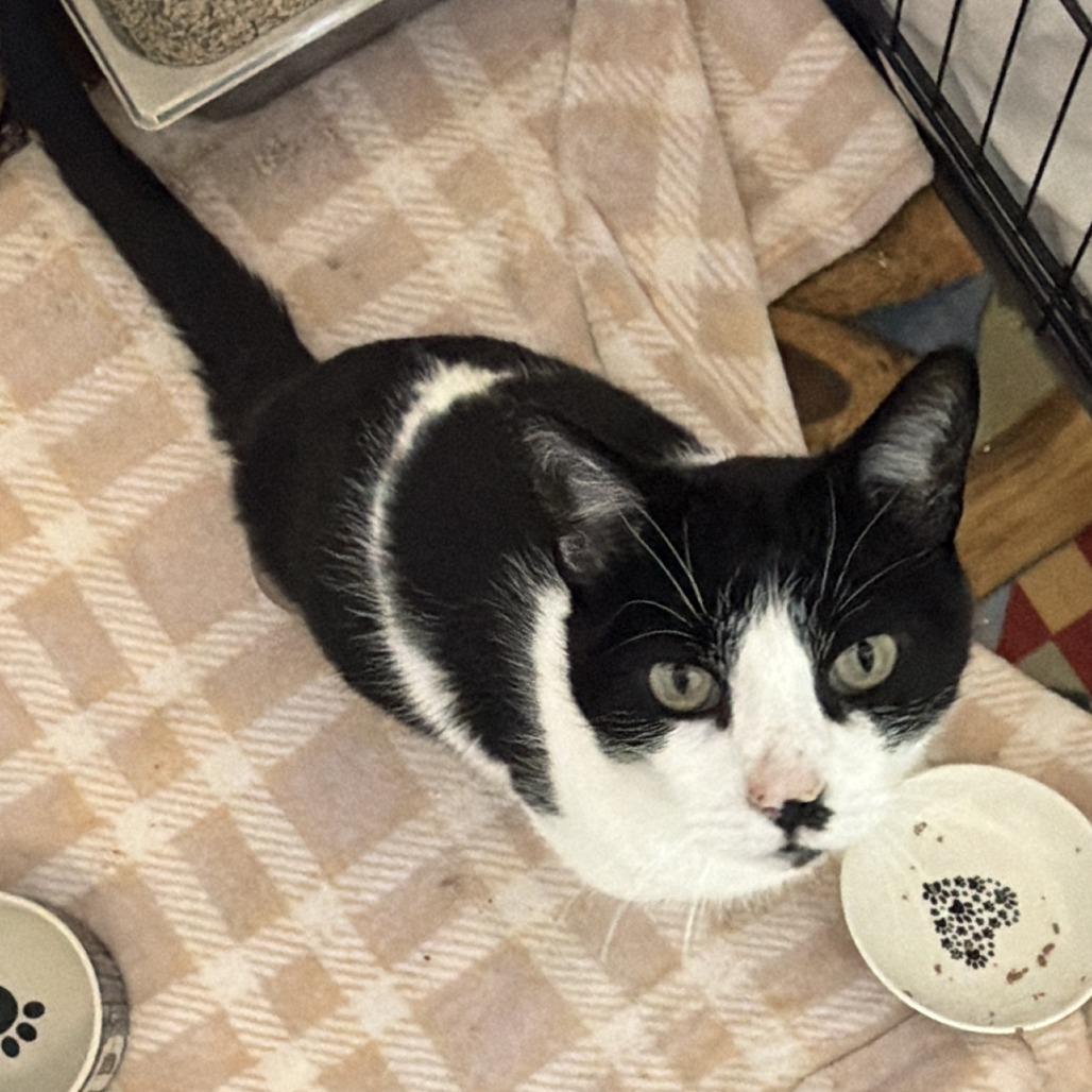 Enlarge Mickey (Ares (19-2a-3)), a Adoptable Domestic Short Hair in Rifle, CO image 4/4