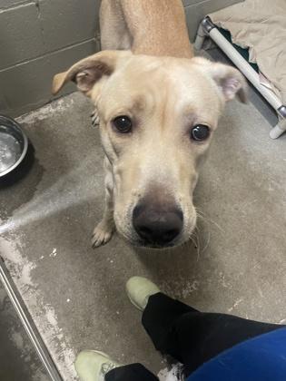Enlarge Otis, a Adoptable mixed breed in Sacramento, CA image 4/4