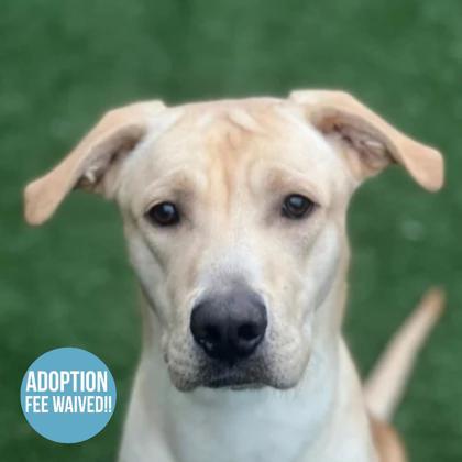 Enlarge Otis, a Adoptable mixed breed in Sacramento, CA image 1/4