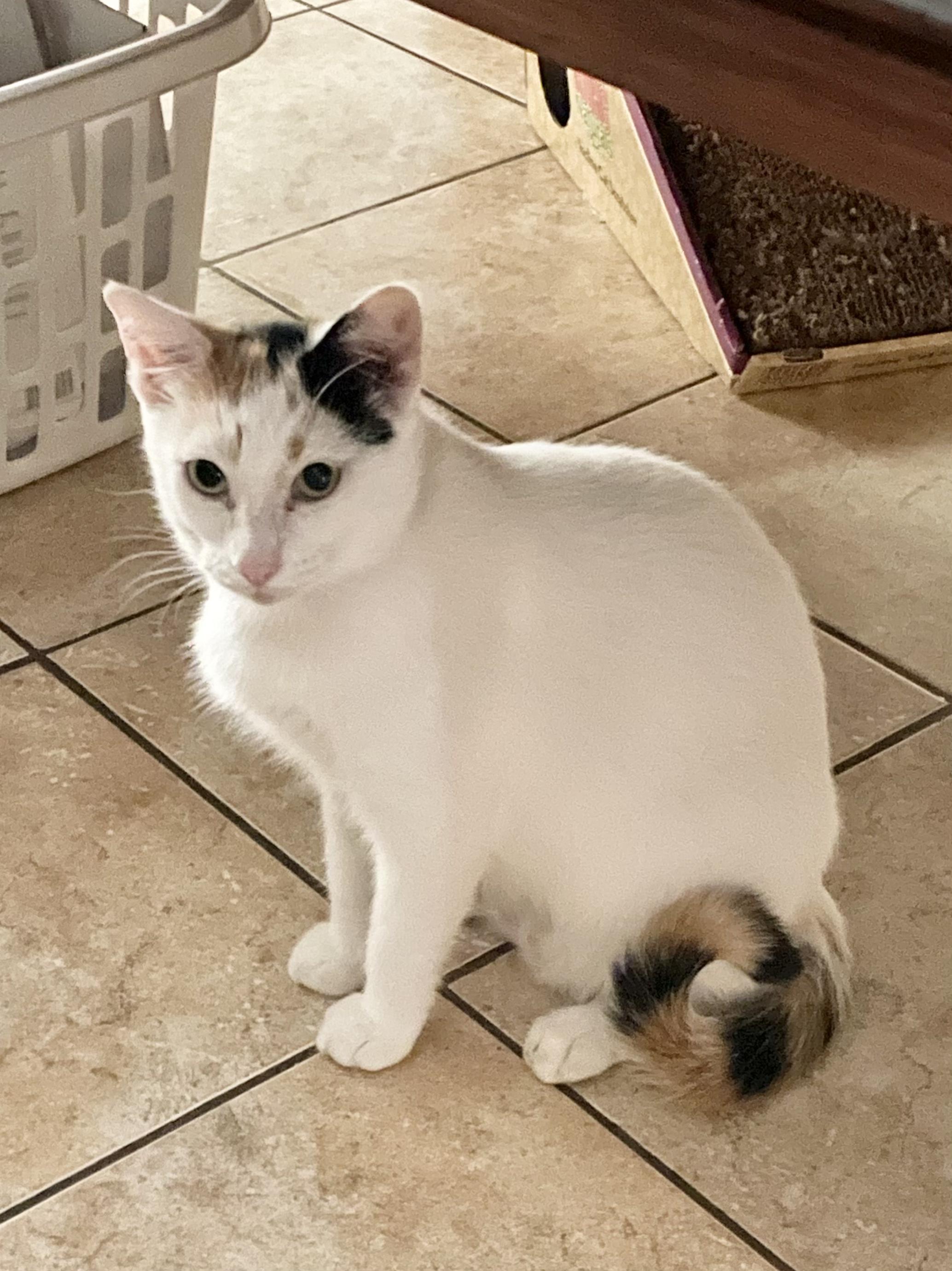 Enlarge Yuki, a Adoptable American Shorthair in Polk city, FL image 1/3