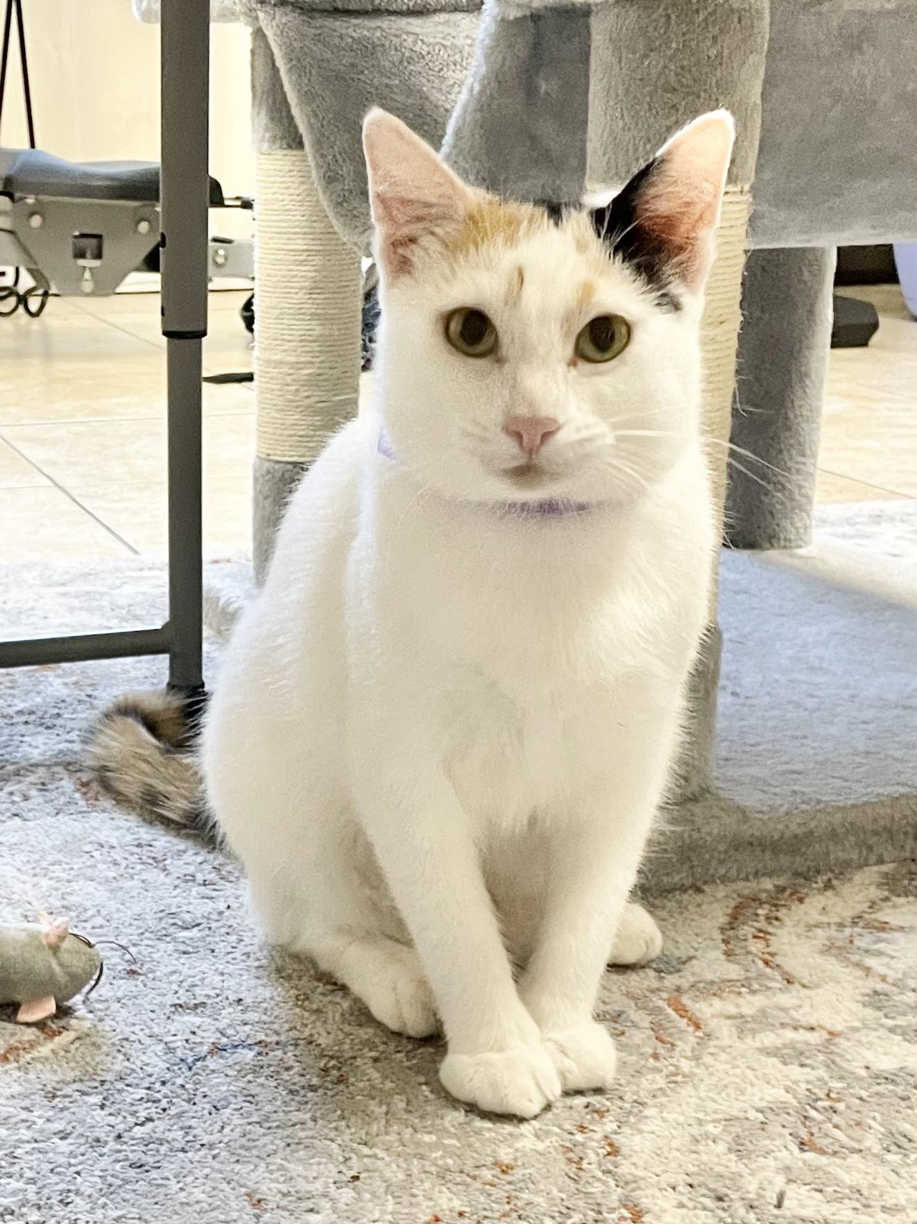 Enlarge Yuki, a Adoptable American Shorthair in Polk city, FL image 2/3