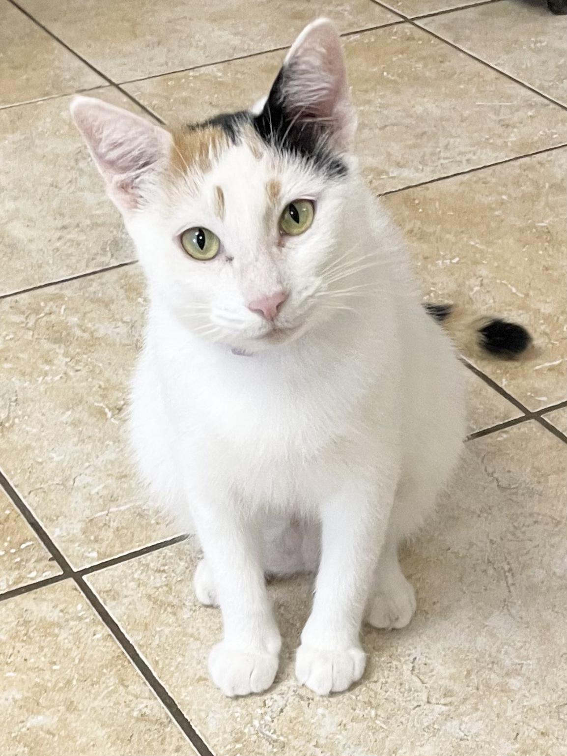 Enlarge Yuki, a Adoptable American Shorthair in Polk city, FL image 3/3