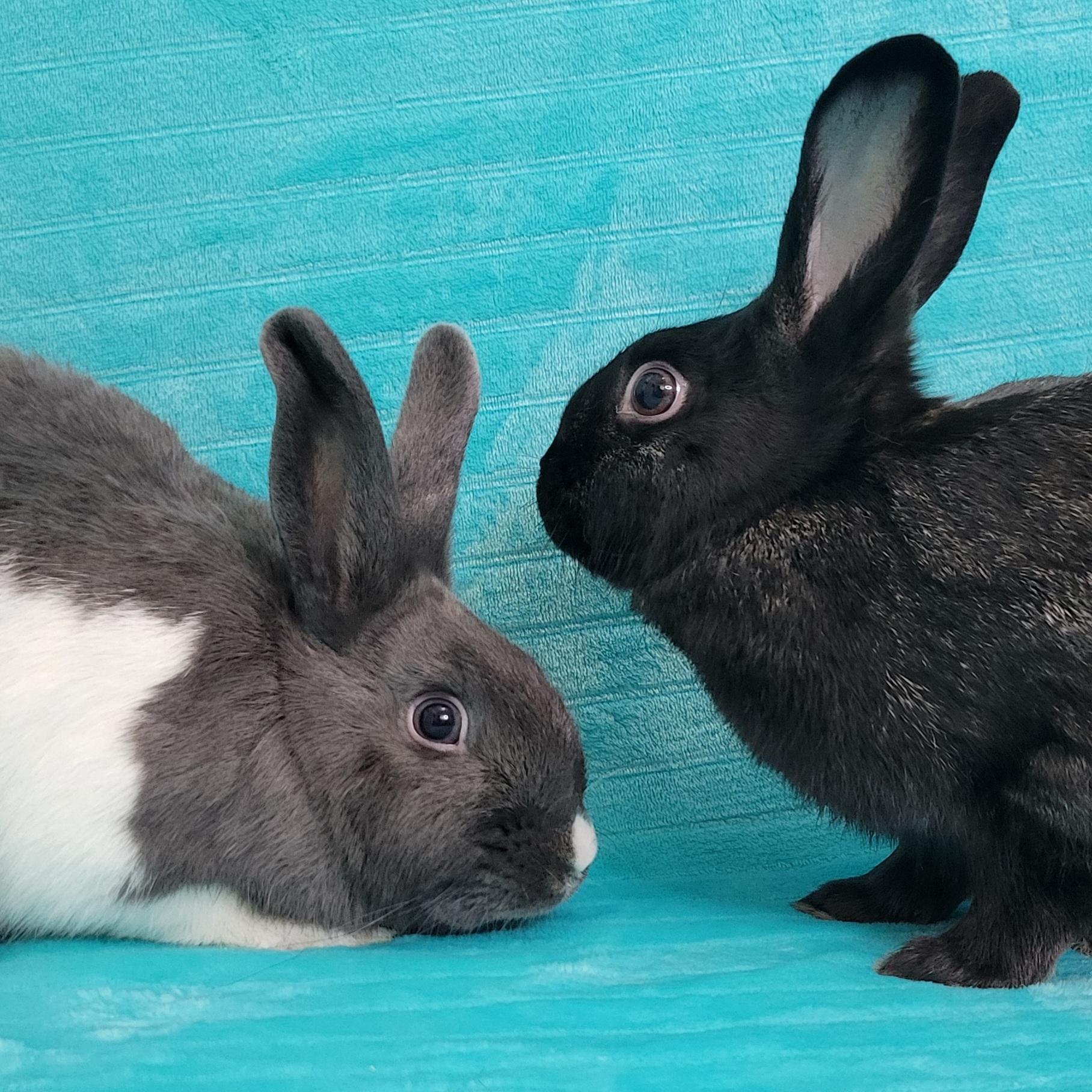 Enlarge Bailey & Fern, an adoptable mixed breed in Pittsburgh, PA image 6/6