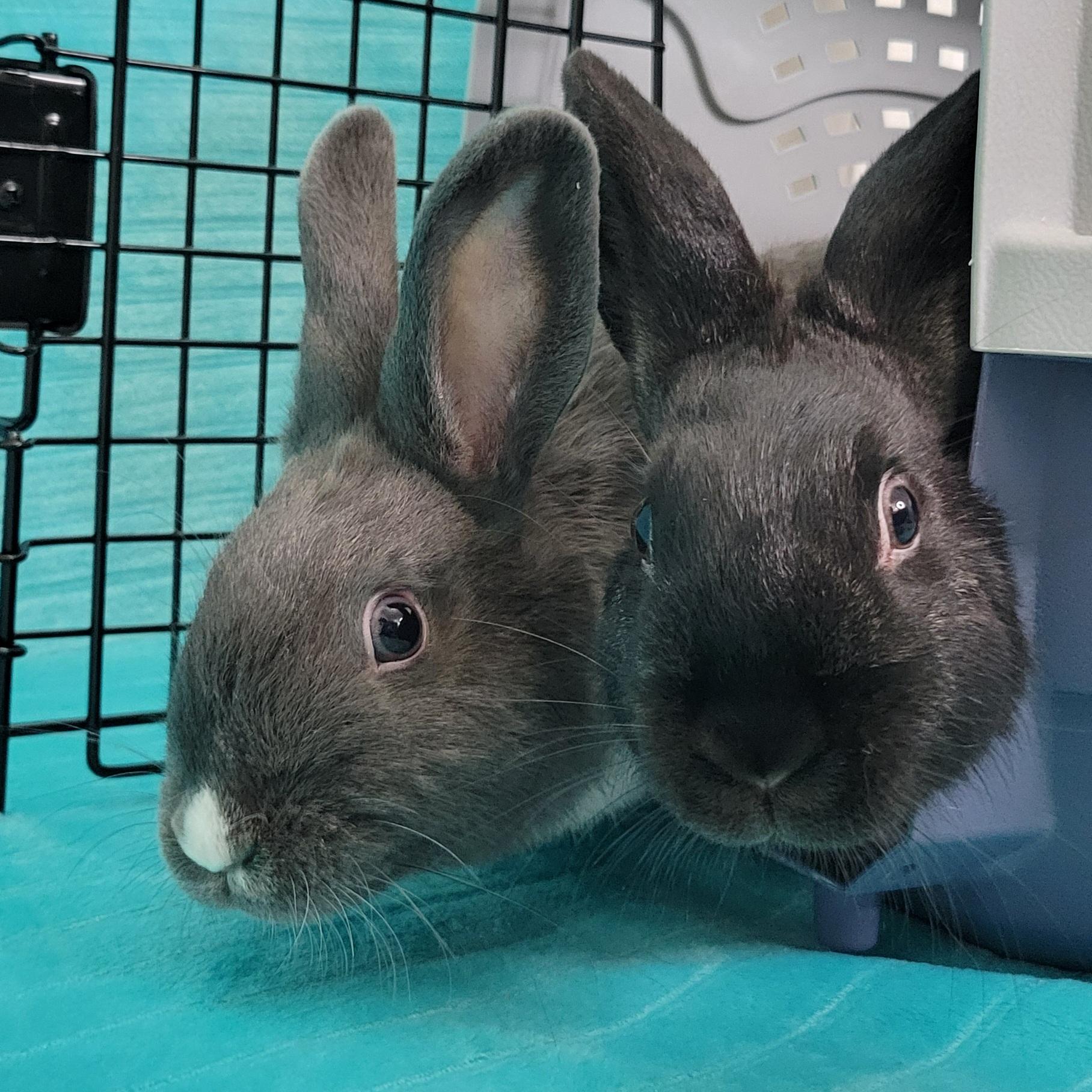 Enlarge Bailey & Fern, an adoptable mixed breed in Pittsburgh, PA image 2/6